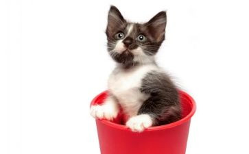 编程猫培训心得8篇