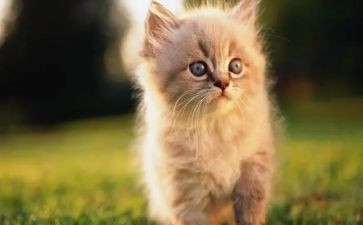 勒以猫的读后感400字最新7篇