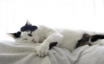 小学语文四年级下册猫教案通用8篇