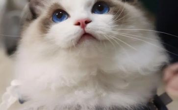熊猫自述作文精选8篇