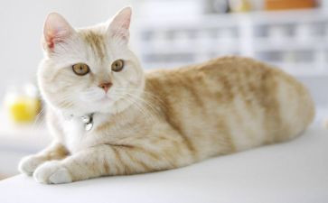 幼儿园大班语言野猫的城市教案反思7篇
