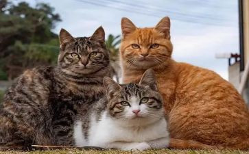 猫酒店前台工作总结推荐8篇