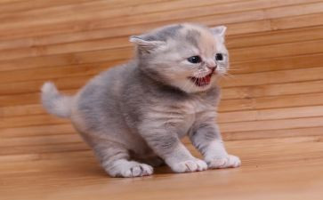 猫酒店前台工作总结优质5篇