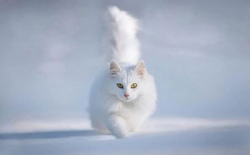 大班音乐《老鼠画猫》教案8篇