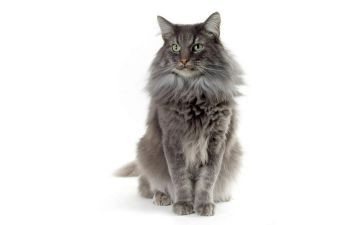小班语言猫和鸟教案优秀7篇