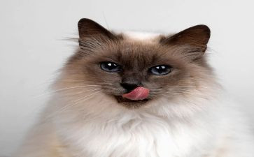 小猫学钓鱼的作文5篇