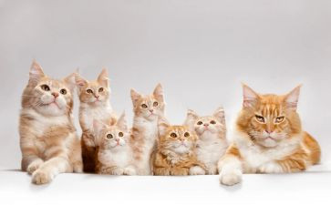 猫教案优秀教案参考6篇