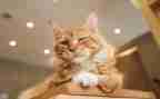 关于猫的作文作文推荐6篇