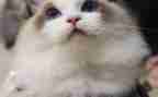 小班语言猫和鸟教案最新5篇