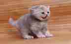 音乐大猫小猫音乐教案6篇