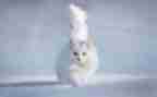 大班音乐《老鼠画猫》教案8篇