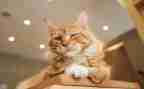 关于猫的作文作文优质5篇
