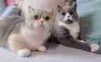 找小猫教案5篇