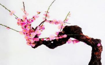 古诗梅幼儿园教案5篇