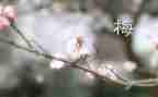张桂梅老师的事迹8篇