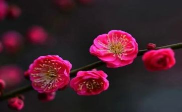 中班腊梅花教案7篇