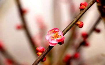 梅花礼赞作文6篇
