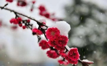 梅花读后感5篇