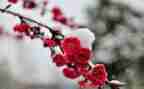 梅花吹画教案5篇