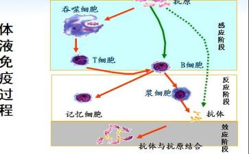年免疫规划工作总结7篇