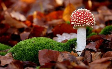 幼儿园毒蘑菇教案5篇