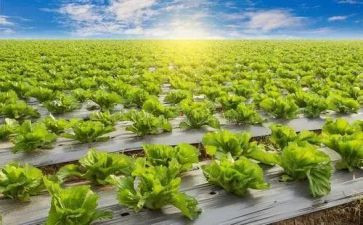 半年度农业工作总结最新8篇