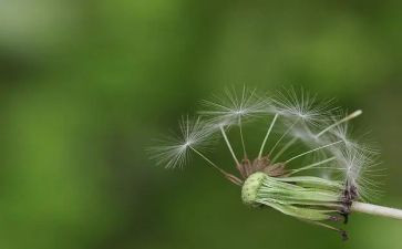 《蒲公英》作文优秀8篇