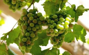 葡萄作文600字作文5篇