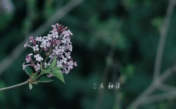 幼儿园中班三月工作总结6篇