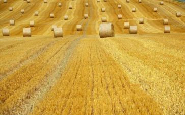 世界粮食日和全国粮食安全宣传周活动总结6篇