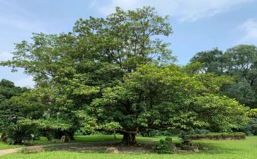 2023年幼儿园植树节活动方案优秀5篇