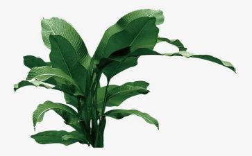 幼儿园植树节活动的总结5篇