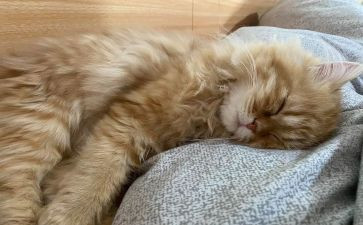 睡眠很重要大班健康教案7篇