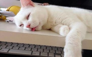 爱睡觉的猫作文6篇
