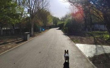 我不由停住了脚步600作文8篇