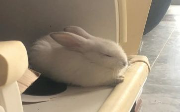 小兔过河教案6篇