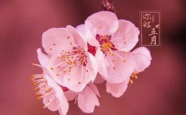 五月幼儿园班工作总结7篇