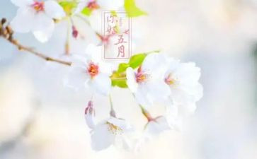 五月幼儿园小班月计划6篇