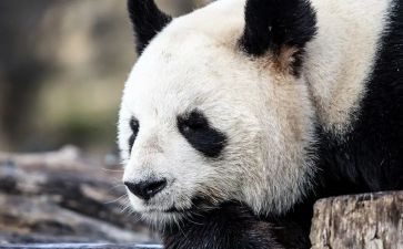 笑猫日记读后感500字7篇