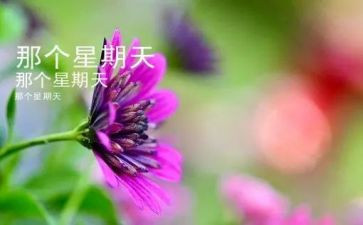 我的星期天小作文5篇