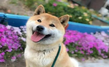 大班有趣的事教案优质8篇