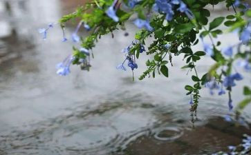 雨中班语言教案推荐6篇