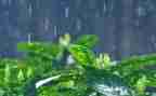 大班语言课秋天的雨教案参考6篇