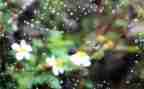 雨中的一件事作文600字5篇