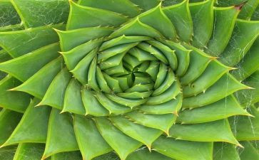 植物根的教案优秀6篇