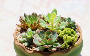 作文我的植物作文优质6篇