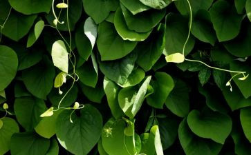 小学生植物作文通用6篇