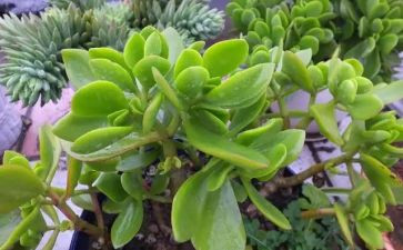 小学生植物作文8篇