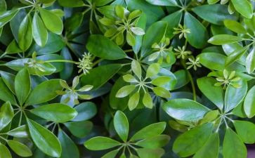 我发现植物的作文8篇