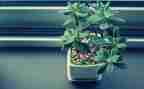 保护植物的倡议书8篇